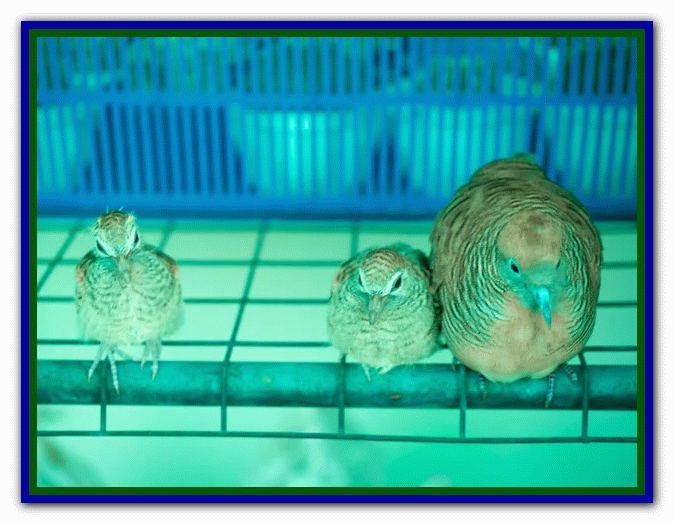 نکات مراقبت از مرغ عشق - دوستی با مرغ عشق تربیت مرغ عشق - بازی با مرغ عشق - دستی کردن مرغ عشق - بیماری های مرغ عشق - غذای مرغ عشق - دستآموز کردن مرغ عشق - نگهداری از مرغ عشق در خانه