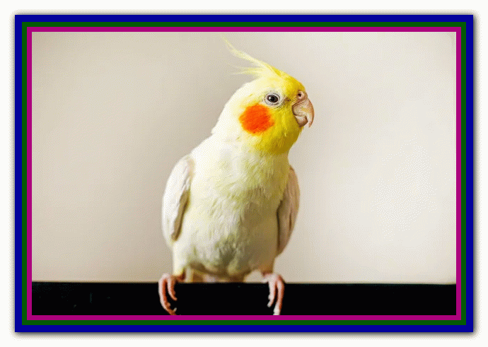 نگهداری و مراقبت از عروس هلندی