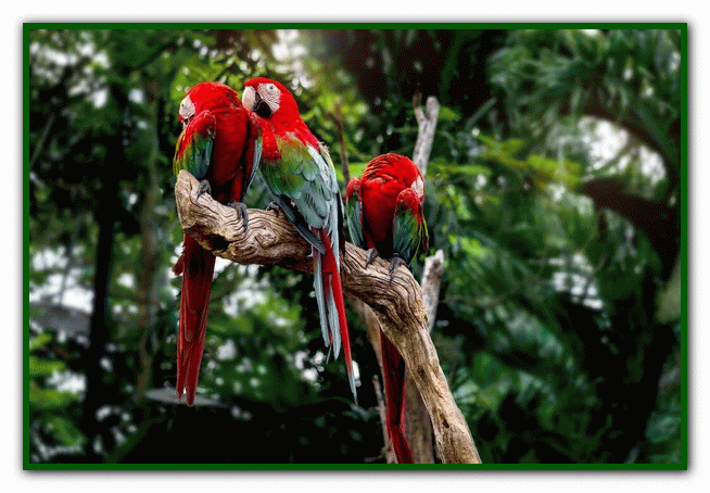 غذای طوطی - نگهداری از طوطی در خانه - دوستی با طوطی تربیت طوطی - بازی با طوطی - بیماری های طوطی - نکات مراقبت از طوطی - دستآموز کردن طوطی - آموزش حرف زدن طوطی - دستی کردن طوطی